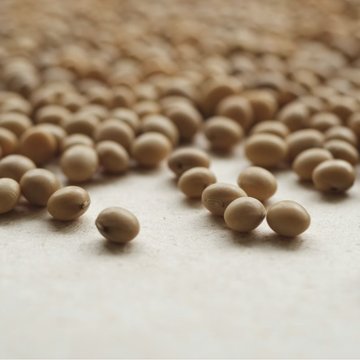 Rumen korumalı lysine granülleri